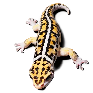 Sleeping Leopard Gecko Png 78 PNG image