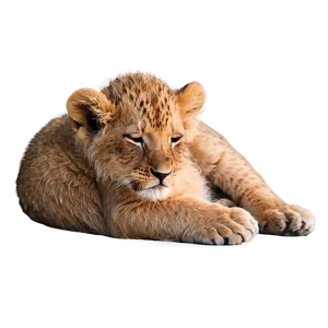 Sleeping Lion Cub Png 9 PNG image