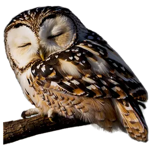 Sleeping Owl Png 4 PNG image