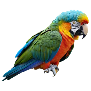 Sleeping Parrot Png Wbi29 PNG image