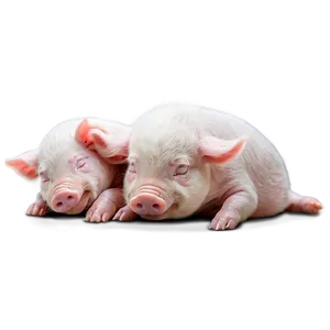 Sleeping Piglet Png 05232024 PNG image