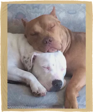 Sleeping Pitbull Friends PNG image