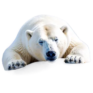 Sleeping Polar Bear PNG 20
