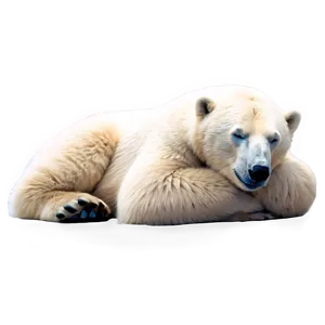Sleeping Polar Bear PNG 3 PNG