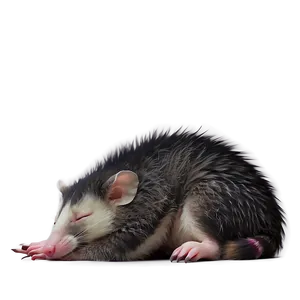 Sleeping Possum Cute PNG Ipk16