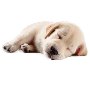 Sleeping Puppy PNG Pum82 PNG