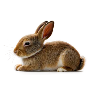 Sleeping Rabbit PNG Bim40
