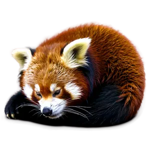 Sleeping Red Panda Png 05232024 PNG image