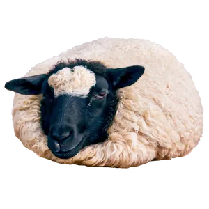 Sleeping Sheep Png 17 PNG image