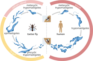 Sleeping Sickness Transmission Cycle PNG image