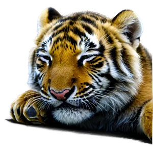 Sleeping Tiger Cub Png 05232024 PNG image