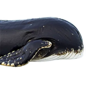 Sleeping Whale Png 57 PNG image