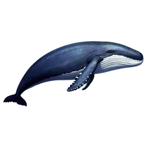 Sleeping Whale Png Qww26 PNG image