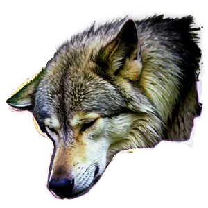 Sleeping Wolf Png Eit87 PNG image