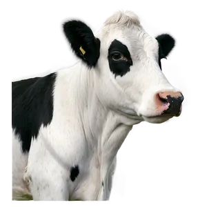 Sleepy Cow Face PNG 06212024