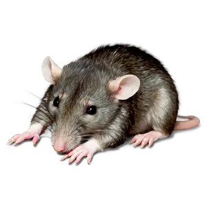 Sleepy Cute Rat PNG 06252024