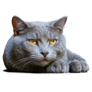 Sleepy Grey Cat PNG 96