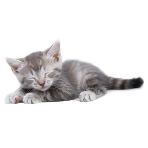 Sleepy Grey Kitten PNG Qwc79 PNG