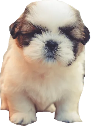 Sleepy Shih Tzu Puppy PNG