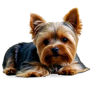 Sleepy Yorkie Png 54 PNG image