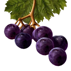 Sliced Grape PNG 66