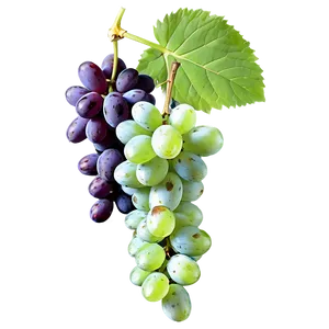 Sliced Grape PNG 92