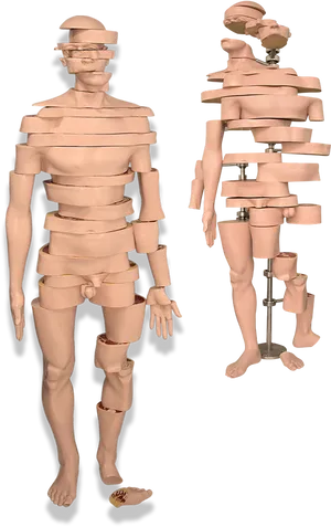 Sliced Mannequin Display