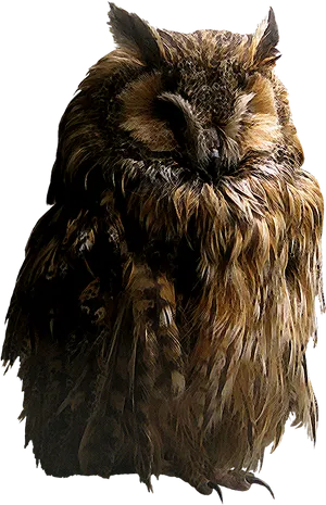 Slumbering Owl Black Background PNG image