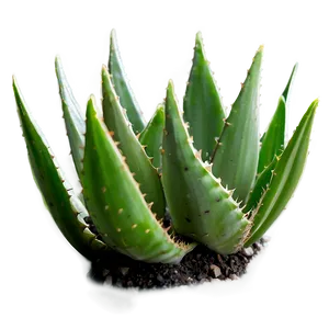 Small Aloe Plant Png 06132024 PNG image