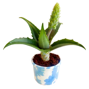 Small Aloe Plant Png 56 PNG image