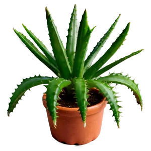 Small Aloe Plant Png 89 PNG image