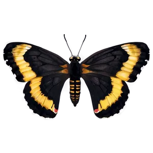 Small Black Butterfly PNG Tjp PNG