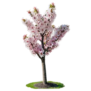 Small Blooming Tree PNG Niu48 PNG