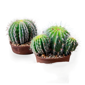 Small Cactus Plant Png 06132024 PNG image