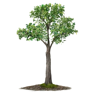 Small Deciduous Tree Png 06132024 PNG image