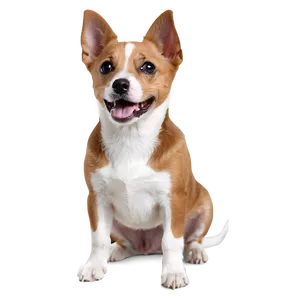 Small Dog A