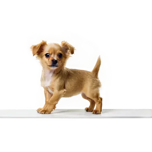 Small Dog At Vet Clinic Png 06252024 PNG image