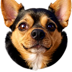 Small Dog Face Closeup PNG 06252024