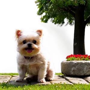 Small Dog In A Park Png 21 PNG image