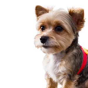 Small Dog In Costume PNG Jbd25 PNG