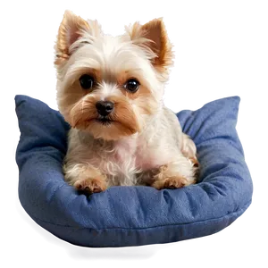 Small Dog On A Pillow PNG 65