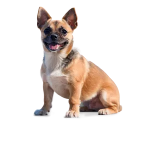 Small Dog Transparent Png 38 PNG image