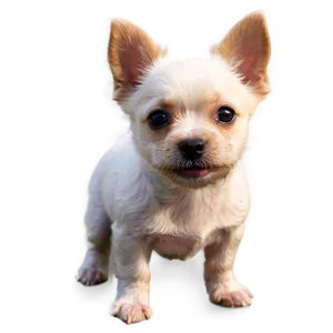 Small Dogs PNG 56