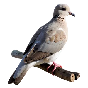 Small Dove Clipart PNG Jno33 PNG