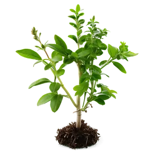 Small Herb Plant PNG 06132024