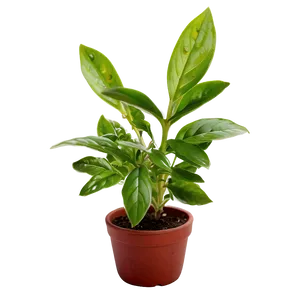 Small Herb Plant PNG 9
