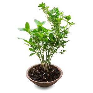 Small Herb Plant PNG Jhb6