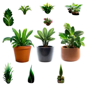 Small Indoor Plants PNG 16