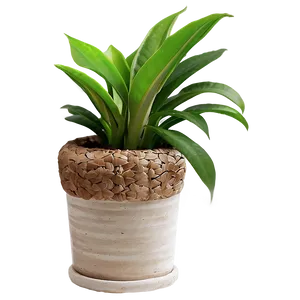 Small Indoor Plants PNG Nqj