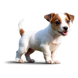Small Jack Russell Puppy PNG 06292024 PNG